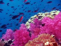 Hin-Daeng-Diving-1